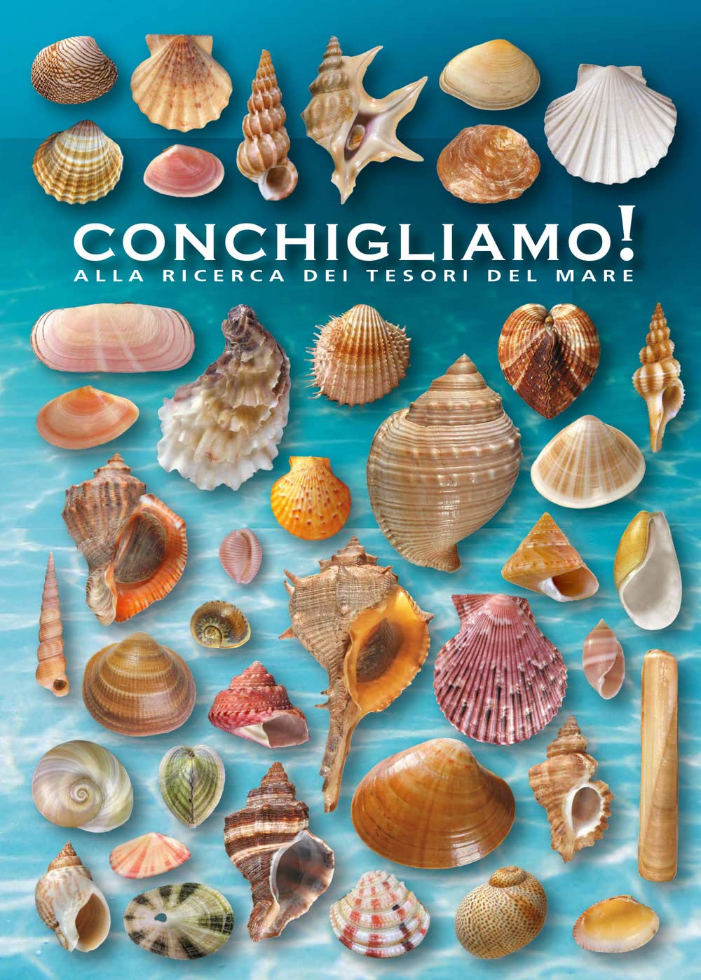 Conchigliamo! Alla ricerca dei tesori del mare. Ediz. illustrata book