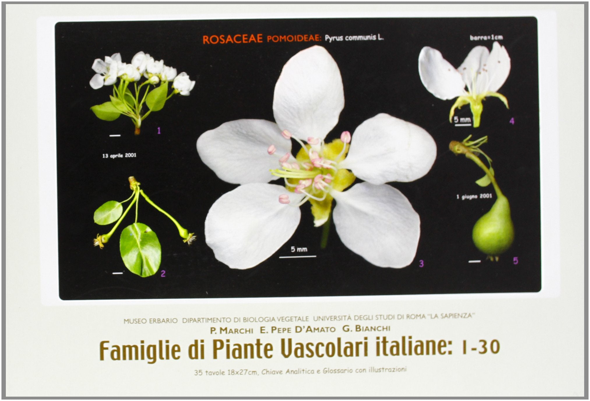 Famiglie di piante vascolari italiane: 1-60 Natural Sciences