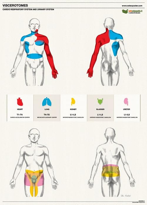 Osteoposter viscerotomi. Sistema cardio respiratorio e urinario - verticale Medicine