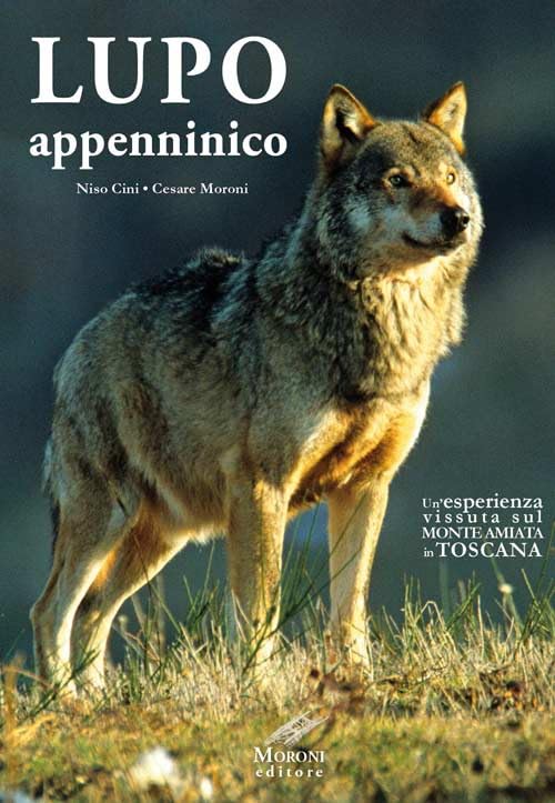 Lupo appenninico. Un'esperienza vissuta sul Monte Amiata in Toscana Leisure, Home & Garden