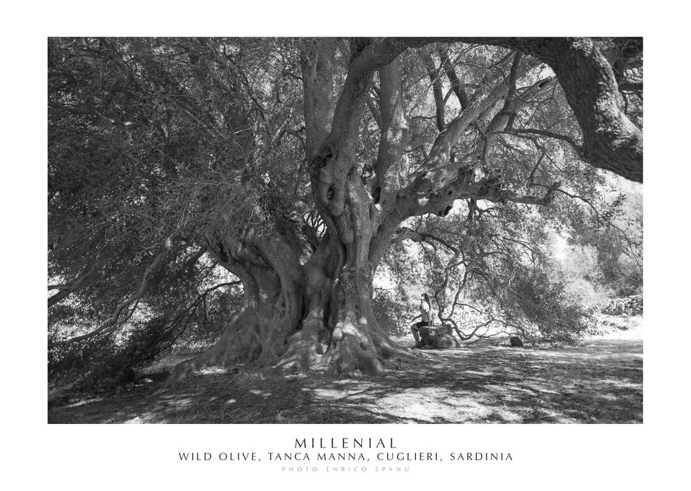 Millenial. Wild olive, Tanca Manna, Cuglieri, Sardinia. Ediz. italiana e inglese. Con stampa Fine Art (Alberi di Sardegna) Leisure, Home & Garden