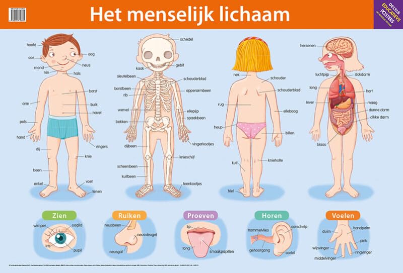 Educatieve posters - Het menselijk lichaam (Deltas educatieve posters) Leisure, Home & Garden