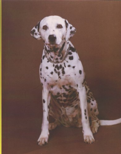 Product Image: Dalmatian (No. 5)