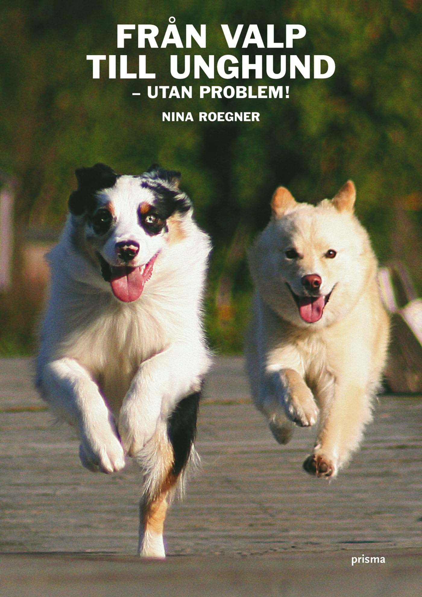 Från valp till unghund : utan problem! book