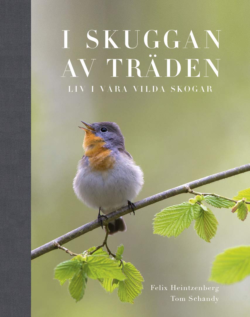 I Skuggan av träden : liv i våra vilda skogar Business & Technology