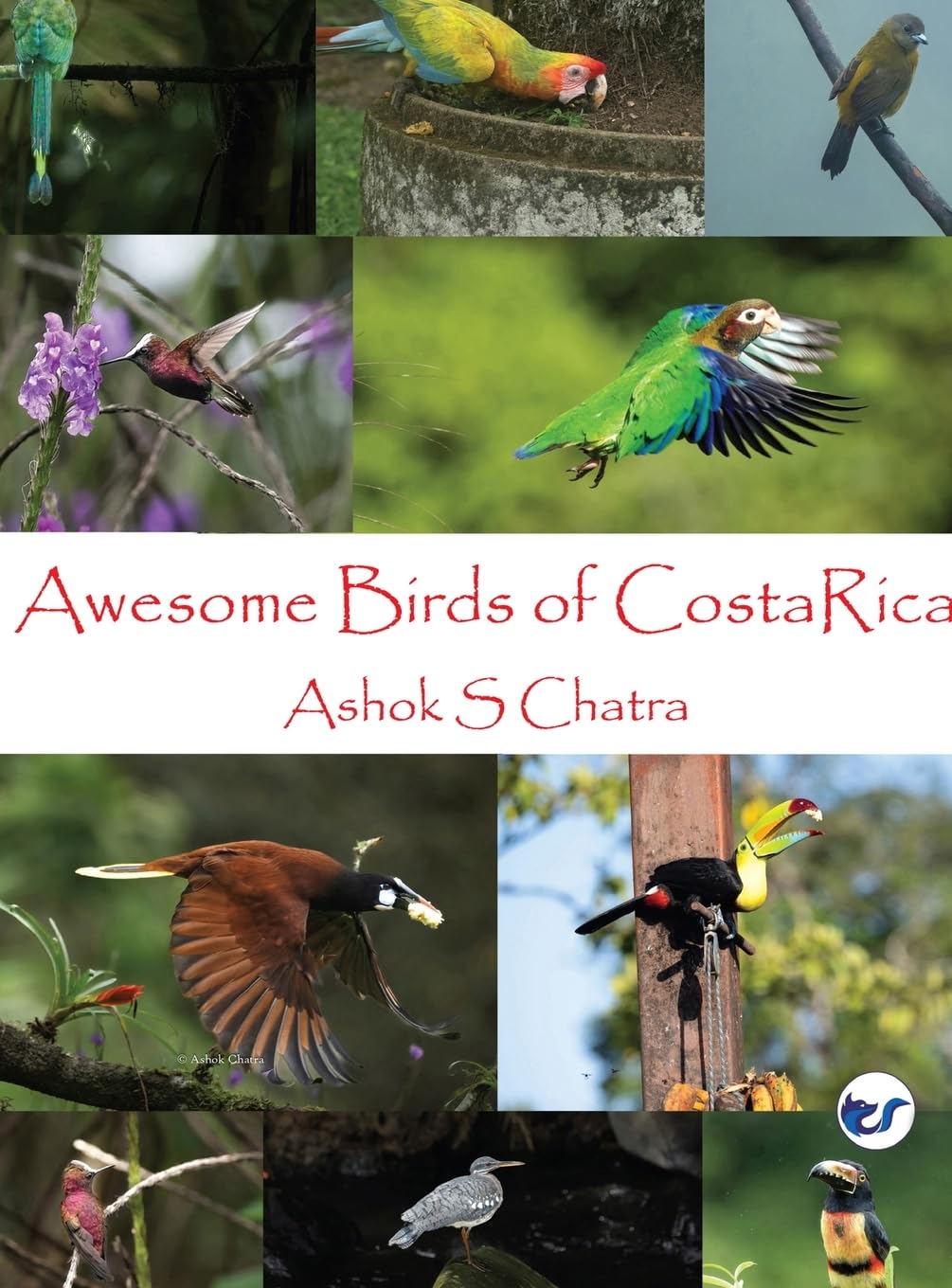 Awesome Birds of Costa Rica Photography