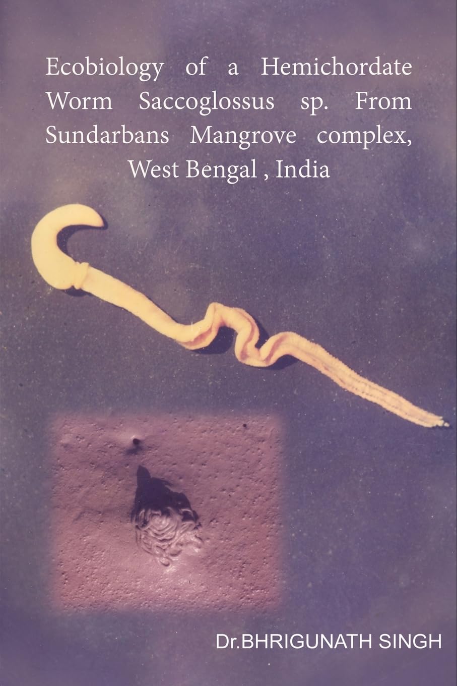 Ecobiology of a Hemichordate Worm Saccoglossus sp. From Sundarbans Mangrove complex, West Bengal, India Business & Technology
