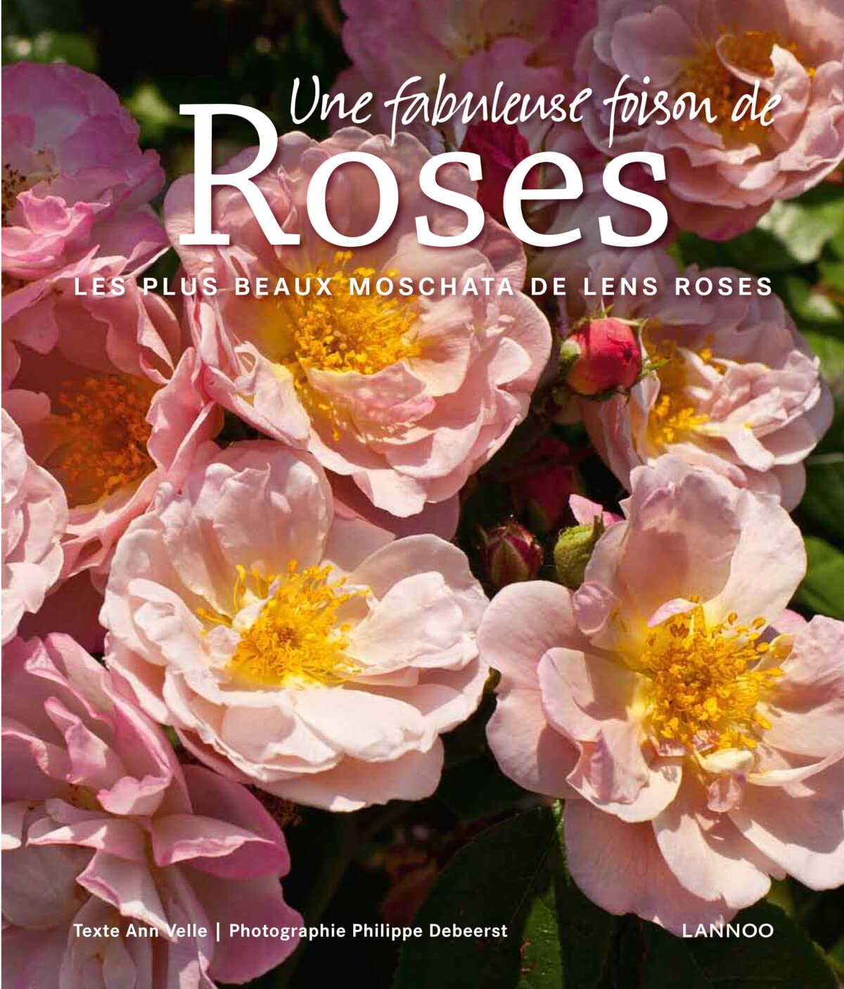 Une fabuleuse foison de roses: Les plus beaux Moschata de Lens Roses Garden & Plants