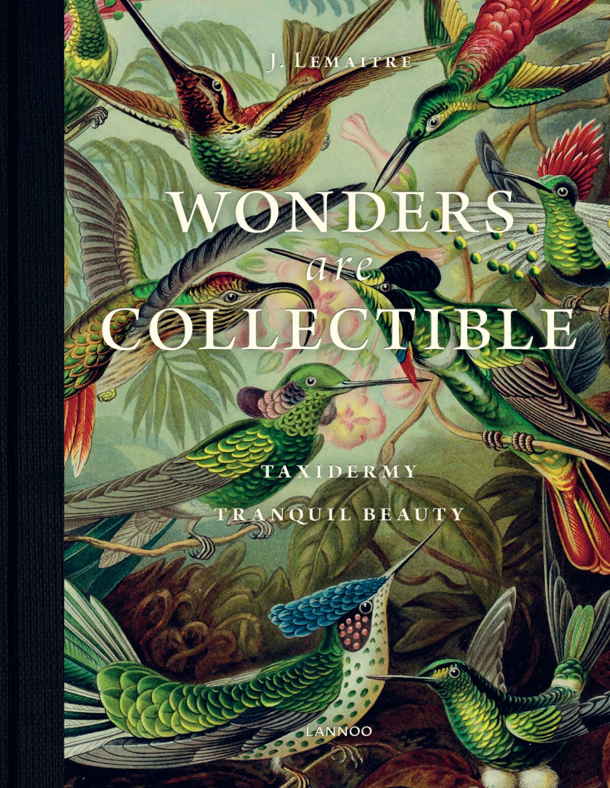 Wonders are Collectible: The Beauty of Beetles, Bugs and Butterflies: Taxidermy: Tranquil beauty Film, Art & Culture