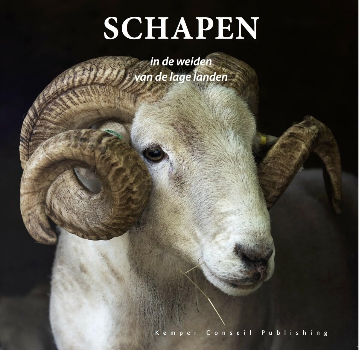 Schapen in de weiden van de lage landen Reference Books