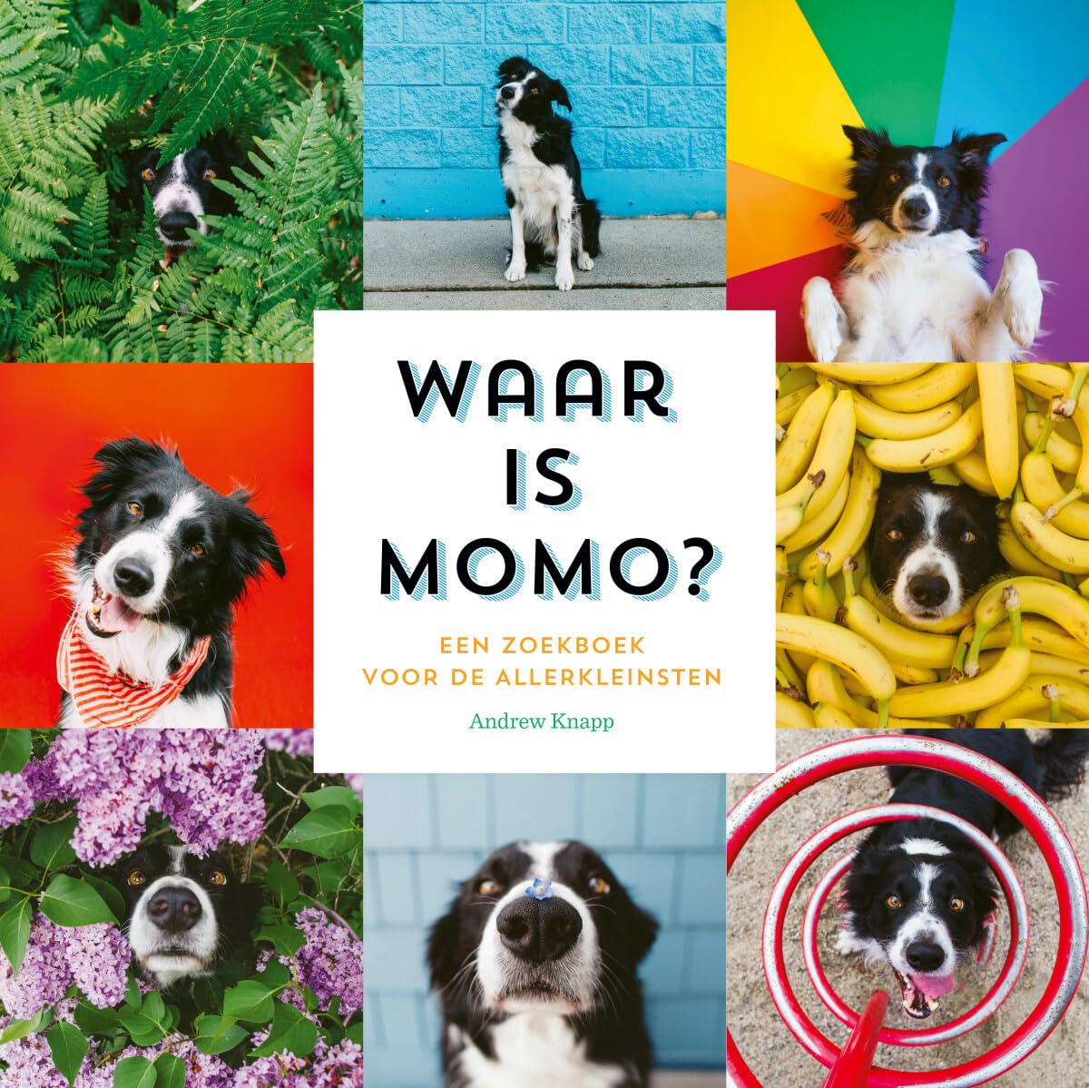 Waar is Momo?: een zoekboek voor de allerkleinsten book