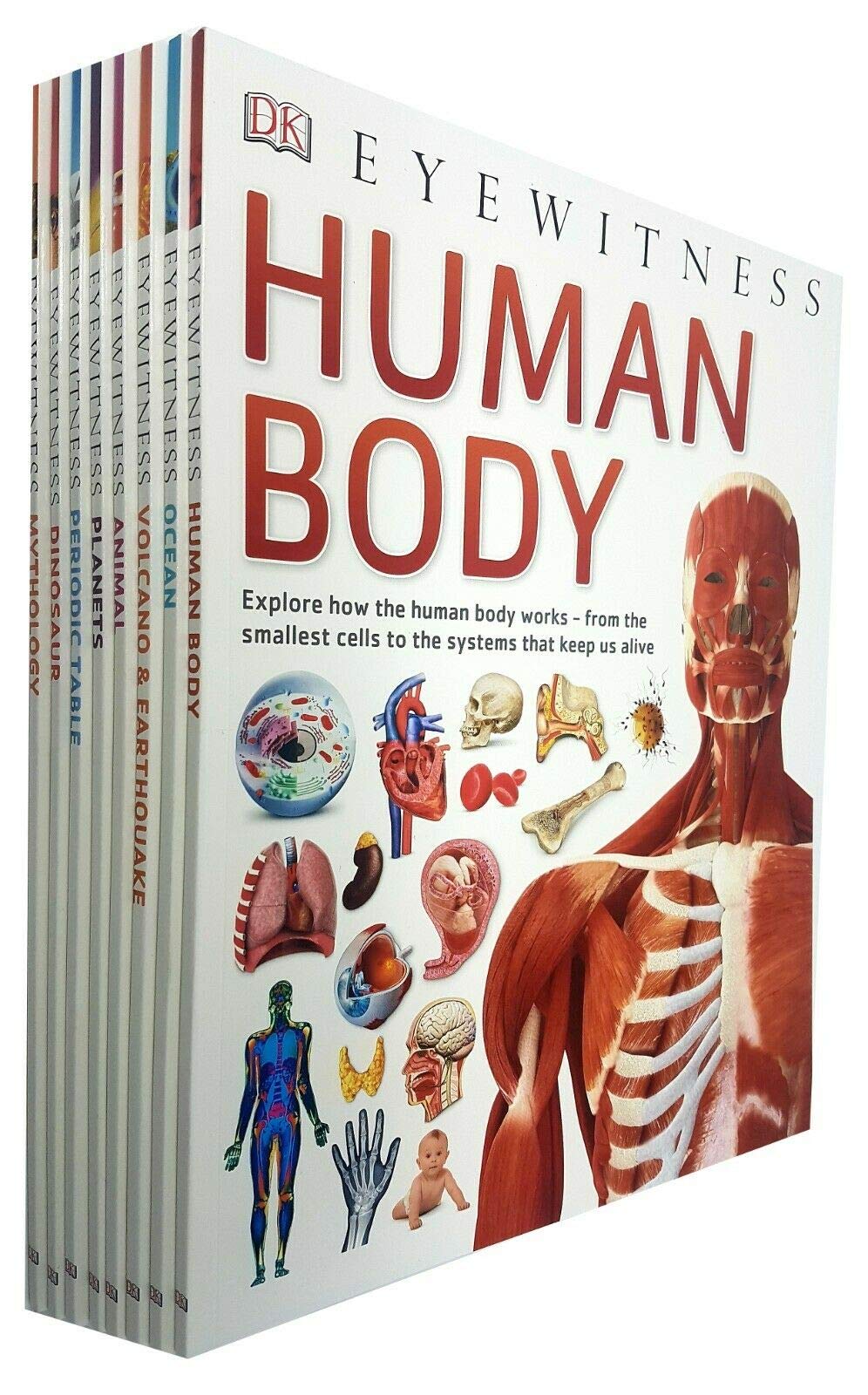 Dk Eyewitness Collection 8 books set Children's pack Animal, Human Body, Ocean Books