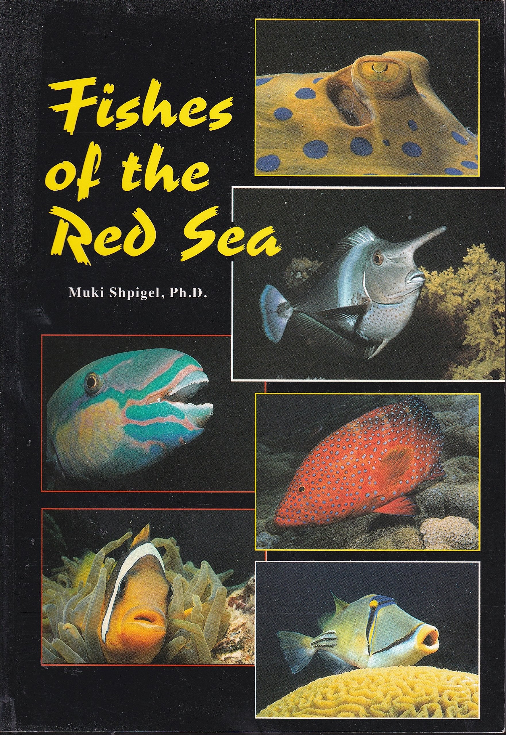 Fishes of the Red Sea Mathematics
