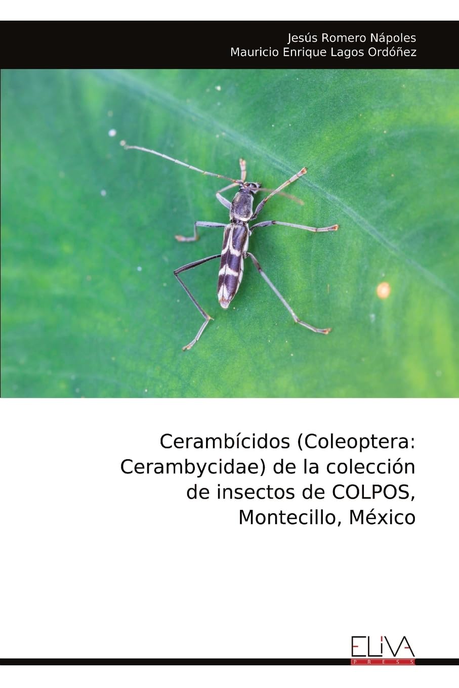 Cerambícidos (Coleoptera Mathematics