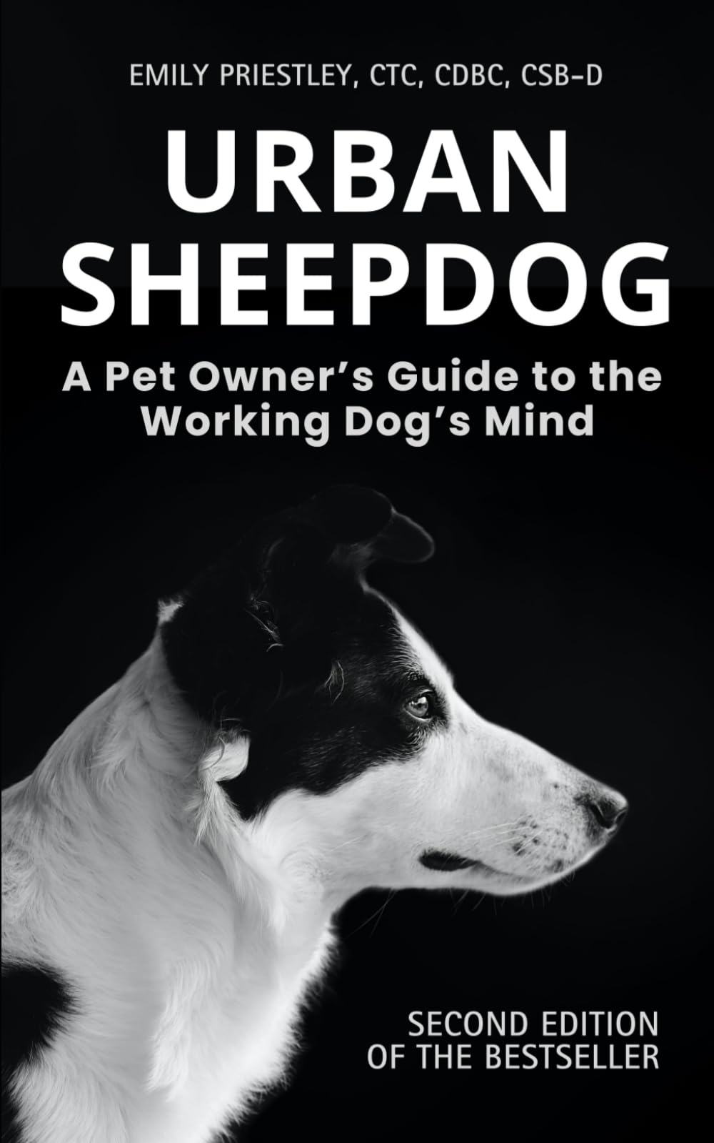 Urban Sheepdog: Understanding Your Herding Breed Dog Pets