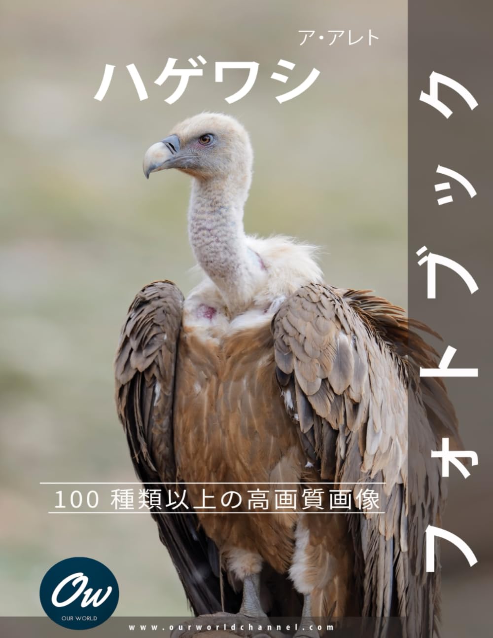 ハゲワシ: フォトブック : 100 種類以上の高画質画像 Photography