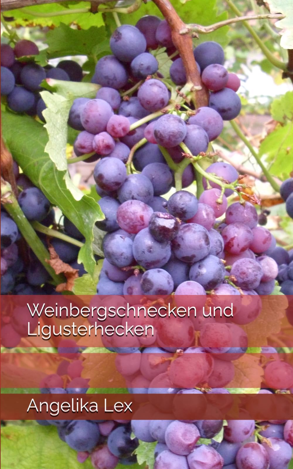 Weinbergschnecken und Ligusterhecken book
