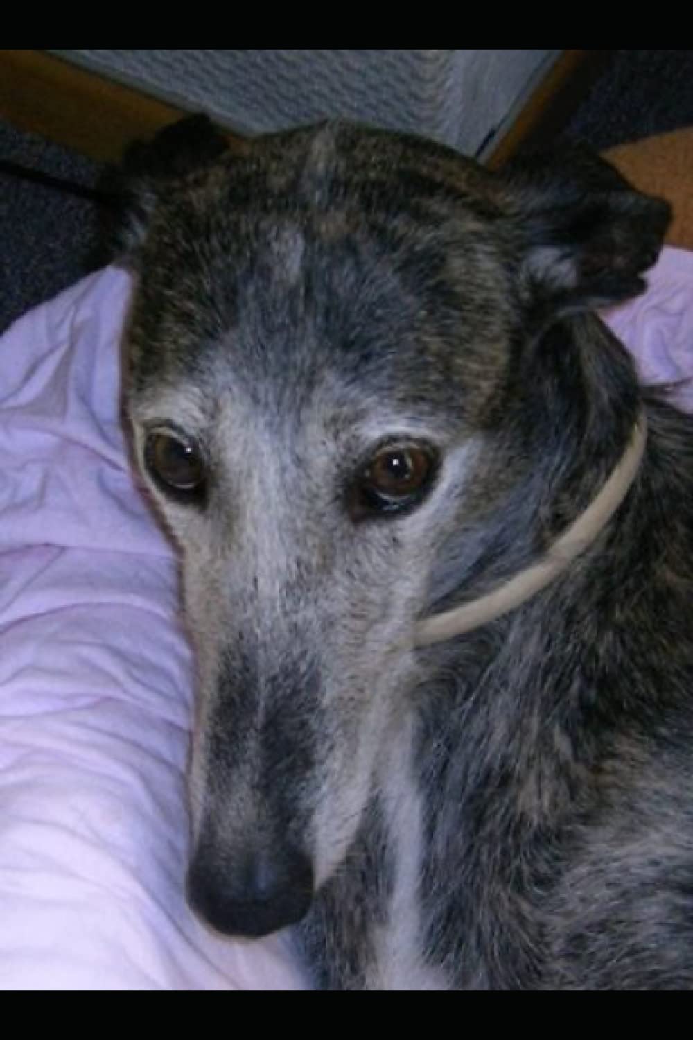 Warme Socken für arme Socken: Ein Leben für den Galgo Espanol Mathematics