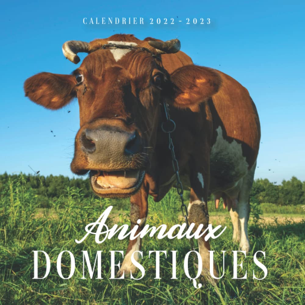 Animaux domestiques Calendrier: Calendrier 2022 2023 - 8.5''x8.5'' - Cadeaux pour la famille et les amis book