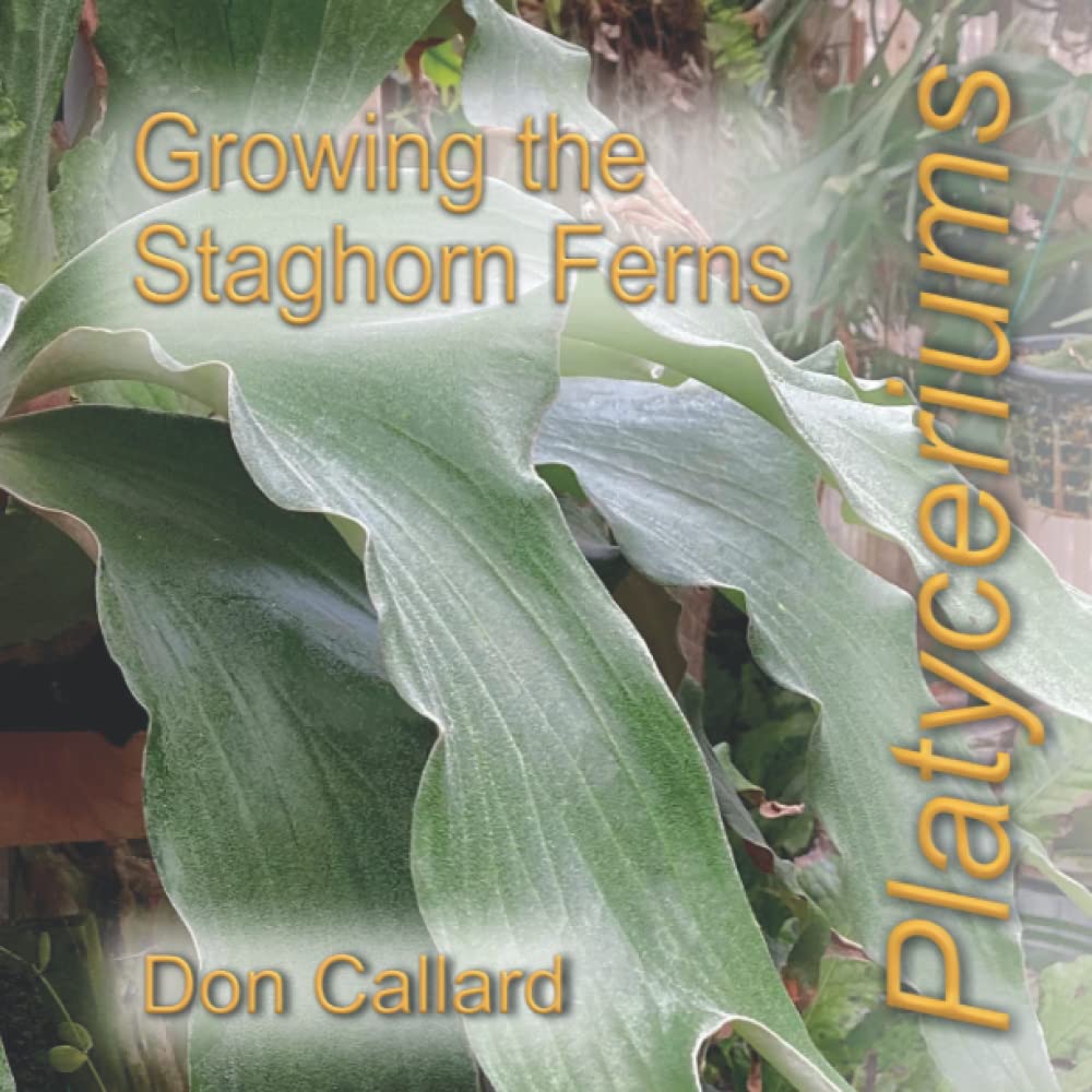 Platyceriums: Growing the Staghorn Ferns Garden & Plants