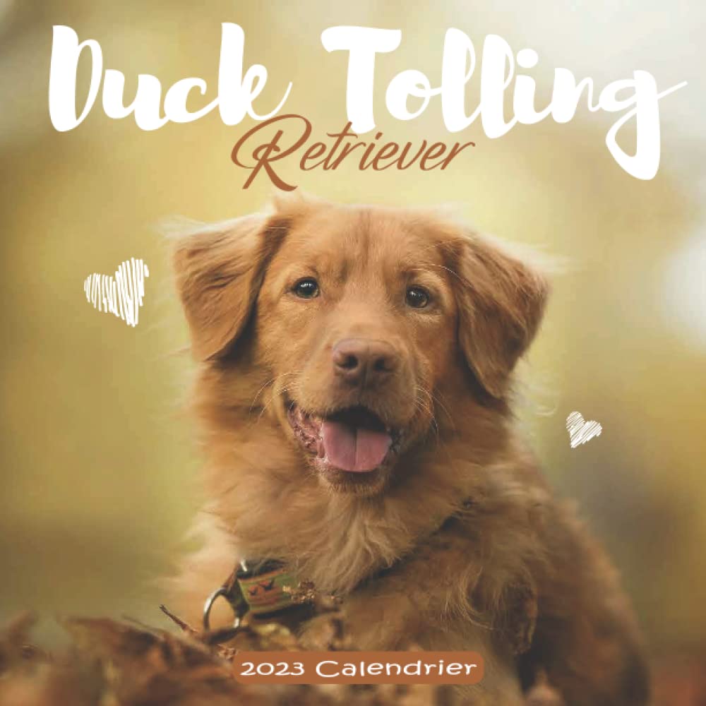 Duck Tolling Retriever Calendrier: Calendrier 2023 - 8.5''x8.5'' - Cadeaux pour la famille et les amis book