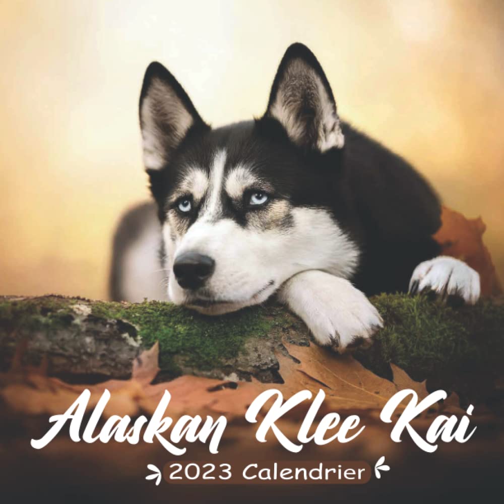 Alaskan Klee Kai Calendrier: Calendrier 2023 - 8.5''x8.5'' - Cadeaux pour la famille et les amis book