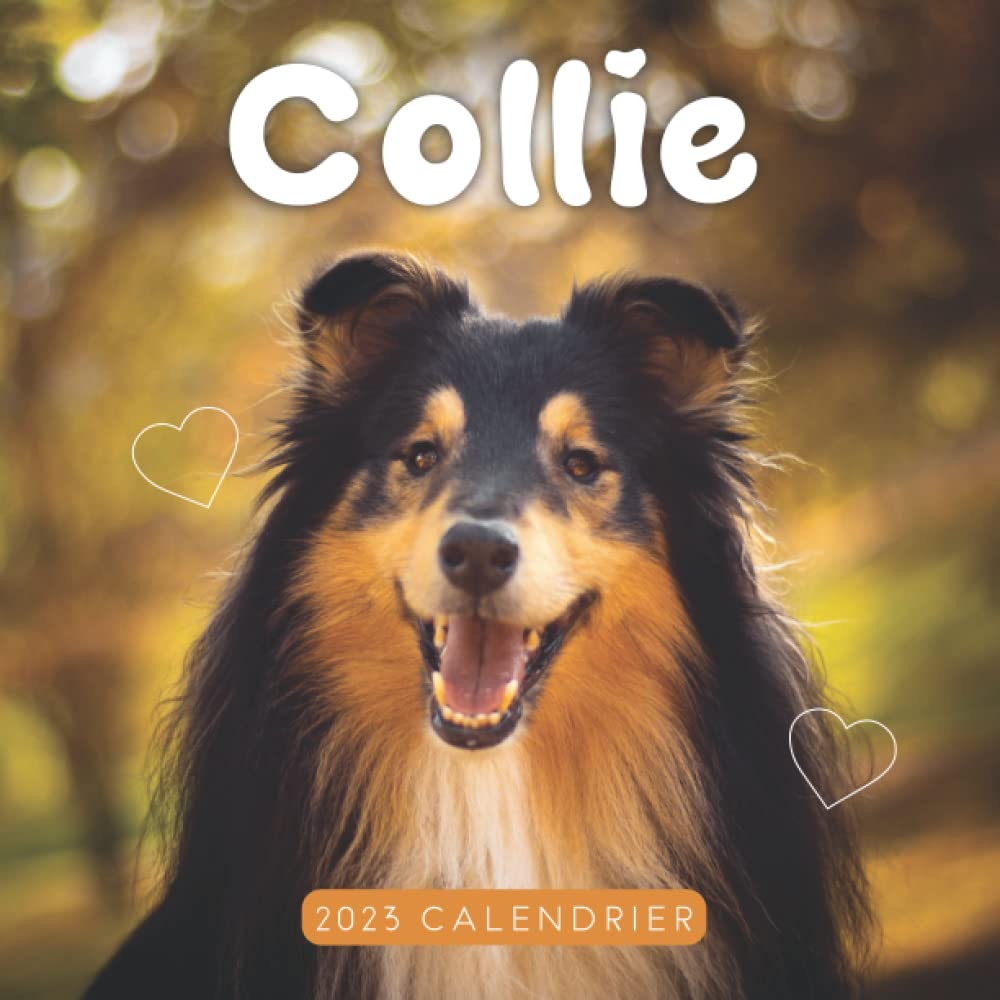 Collie Calendrier: Calendrier 2023 - 8.5''x8.5'' - Cadeaux pour la famille et les amis book