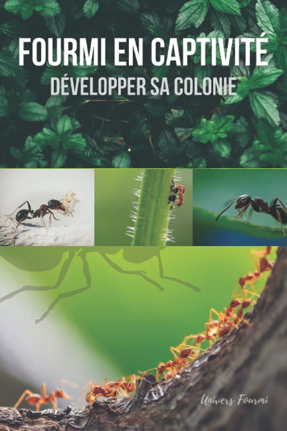 Fourmi en captivité: Développer sa colonie book