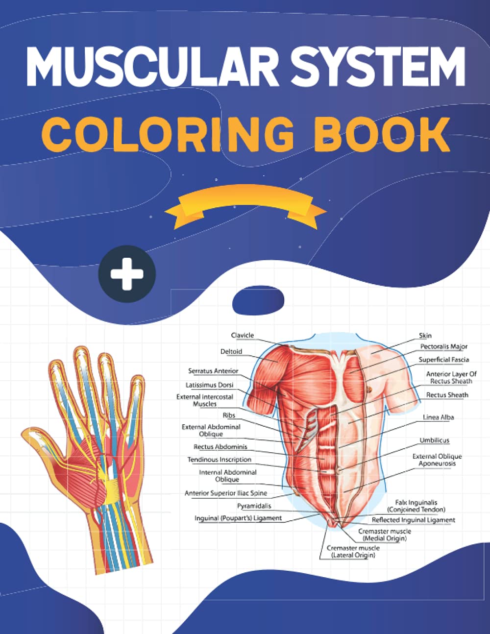 Muscular System Coloring Book: This Coloring Book is Helpful For Learning Human Muscle Anatomy. Unique & Fun Way to Learn Human Muscle Anatomy.A Great ... Helpful Book to Study Human Muscle Anatomy. Medicine