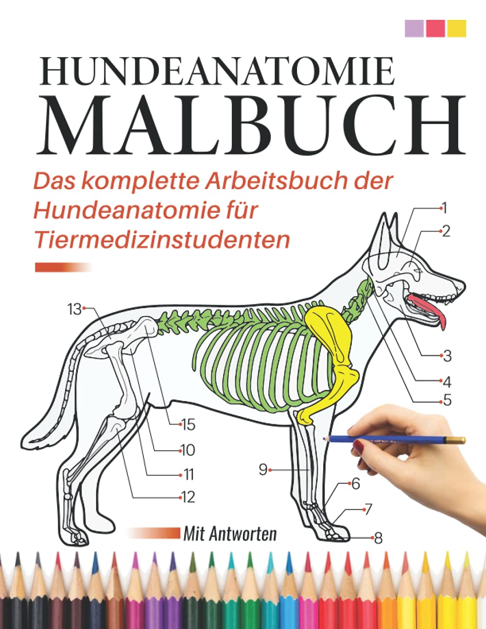 Hundeanatomie Malbuch - Das komplette Arbeitsbuch der Hundeanatomie für Tiermedizinstudenten | Mit Antworten: Tierärztliche Anatomie Malbuch | Arbeitsbuch Hundeanatomie | Veterinärmedizinische Schule Medicine