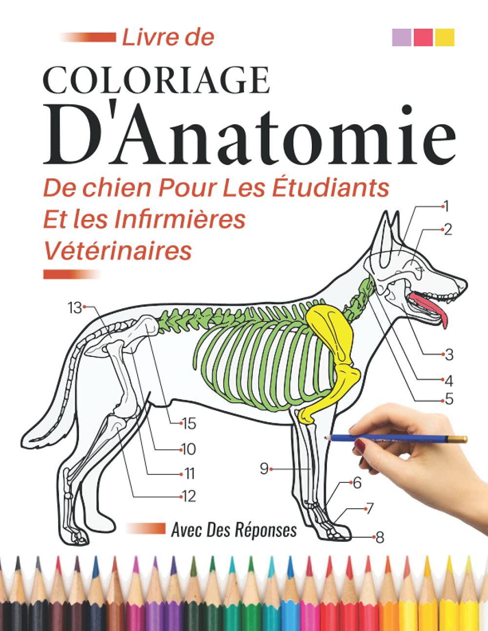Livre de coloriage d'anatomie de chien pour les étudiants et les infirmières vétérinaires: Anatomie et Physiologie Animale à Colorier | Medicine