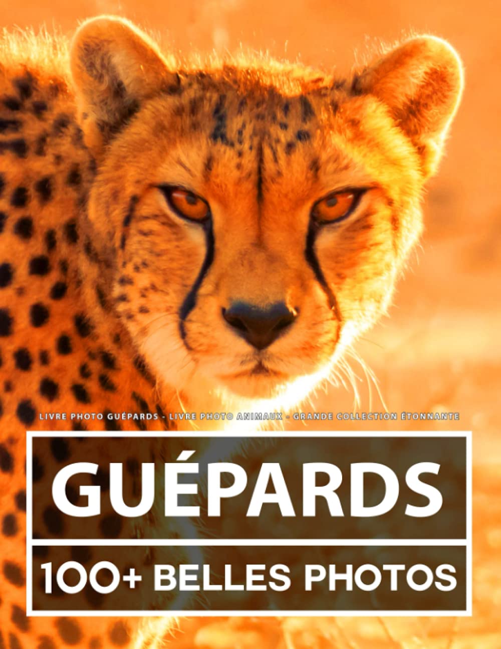 Livre Photo Guépards - Livre Photo Animaux - Grande Collection Étonnante: 100 Belles Photos Dans Ce Fantastique Livre De Guépard - Pour Enfants Et Adultes Nature & Animals