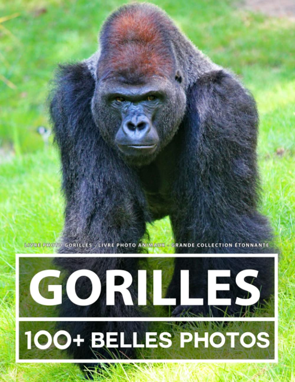Livre Photo Gorilles - Livre Photo Animaux - Grande Collection Étonnante: 100 Belles Photos Dans Ce Fantastique Livre De Gorille - Pour Enfants Et Adultes Nature & Animals