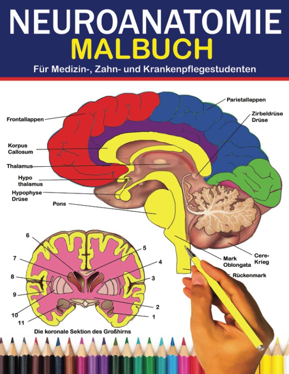 NEUROANATOMIE MALBUCH Für Medizin-, Zahn- und Krankenpflegestudenten: Neurowissenschaft leicht gemacht: Der ultimative Leitfaden, um das menschliche ... Geschenk für sogar für Kinder und Erwachsene Medicine
