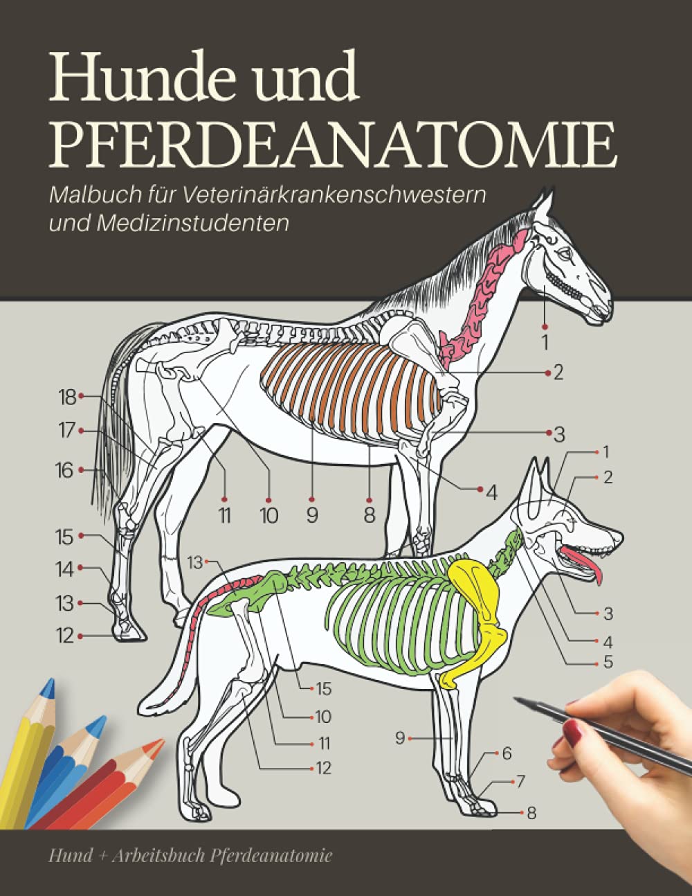 Hunde und Pferdeanatomie Malbuch für Veterinärkrankenschwestern und Medizinstudenten - Hund + Arbeitsbuch Pferdeanatomie: Lernen Sie den ... Pferdeanatomie | anatomie der haustiere Medicine