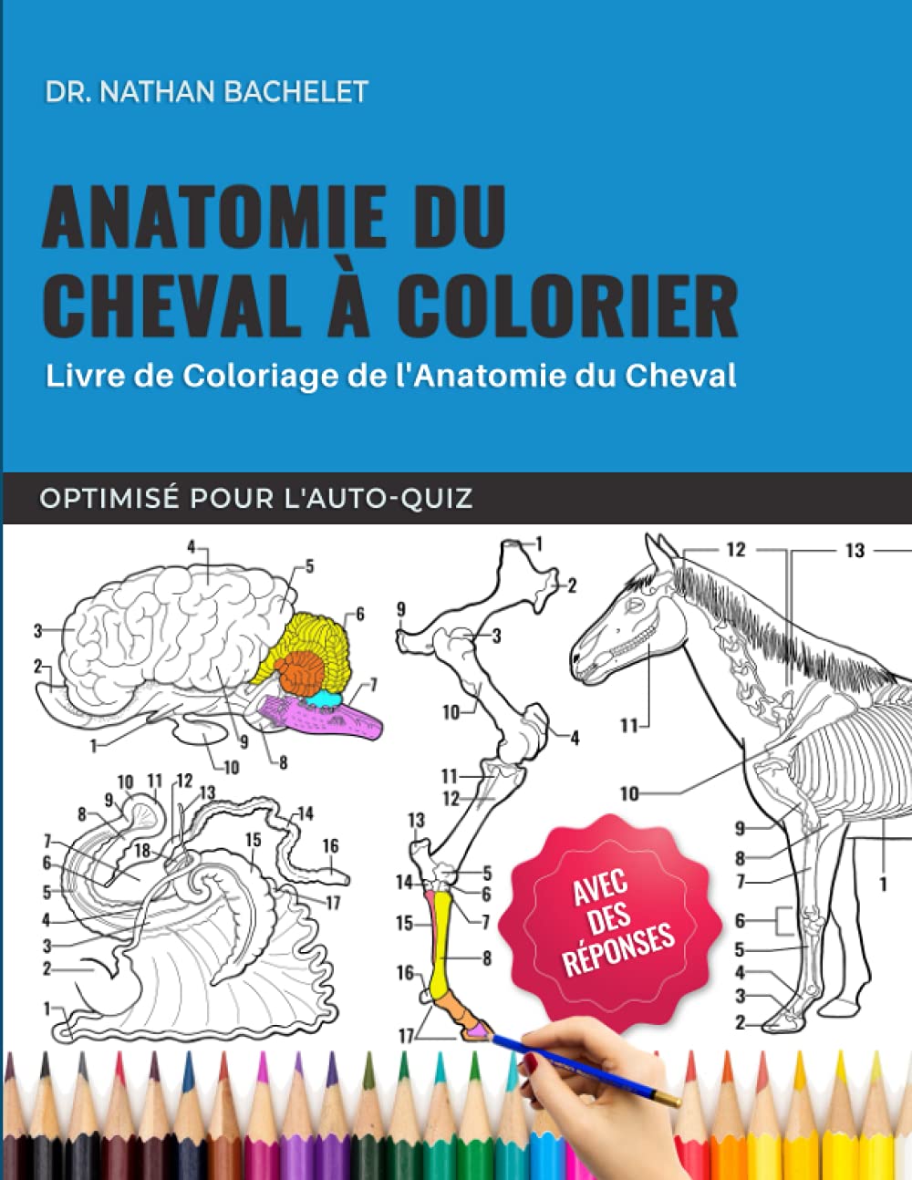 Anatomie du cheval à colorier - Livre de coloriage de l'anatomie du cheval - Optimisé pour l'auto-quiz: Apprenez l'anatomie vétérinaire efficace en ... étudiants - Cadeaux d'infirmière vétérinaire Medicine