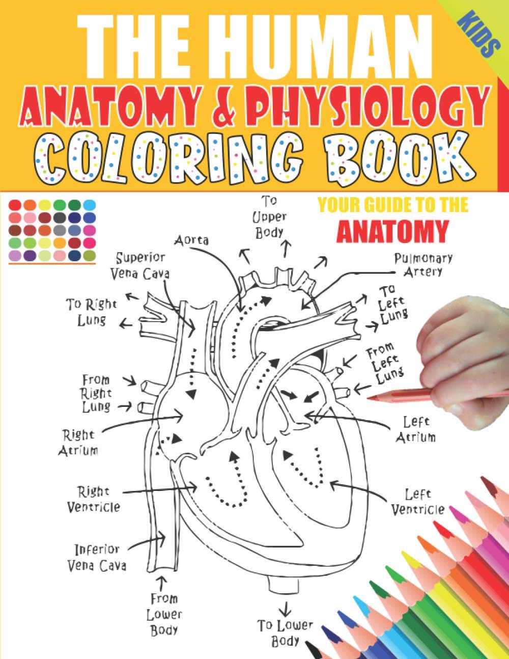 The Human Anatomy and Physiology Coloring Book: 50+ illustrations in an Activity coloring book for kids and teens, Great christmas, thanksgiving, ... yourself, structure & function smart Anatomy Medicine