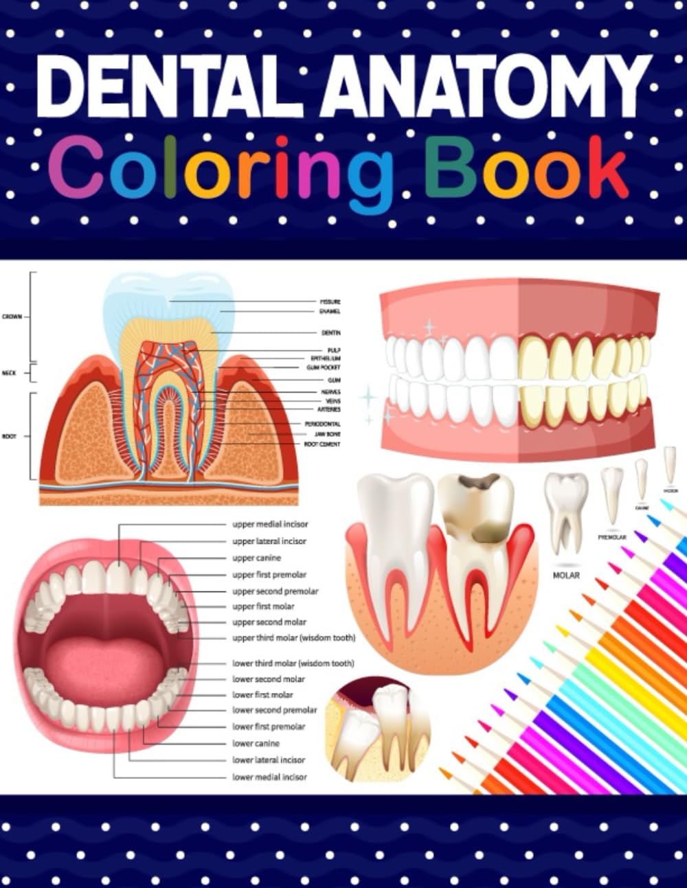 Dental Anatomy Coloring Book: Learn the Basics of Dental Anatomy. Dental Anatomy Coloring Book for Cute Children's, Kids, Boys, Girls, Dental ... Dentists. Anatomy Book for Dental Students. Medicine
