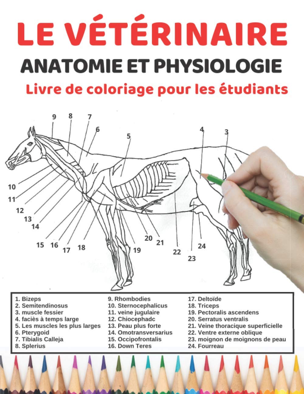 Le vétérinaire Anatomie et physiologie Livre de coloriage pour les étudiants: Un moyen simple et efficace d'apprendre l'anatomie et la physiologie du ... étudiants vétérinaires et même les enfants Medicine
