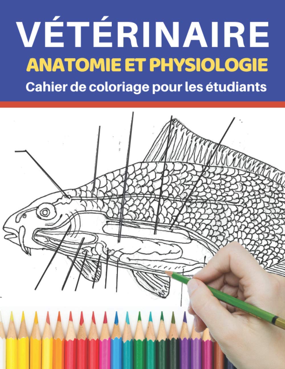 Vétérinaire Anatomie et physiologie Cahier de coloriage pour les étudiants: Un moyen simple et efficace d'apprendre l'anatomie et la physiologie du ... étudiants vétérinaires et même les enfants Medicine