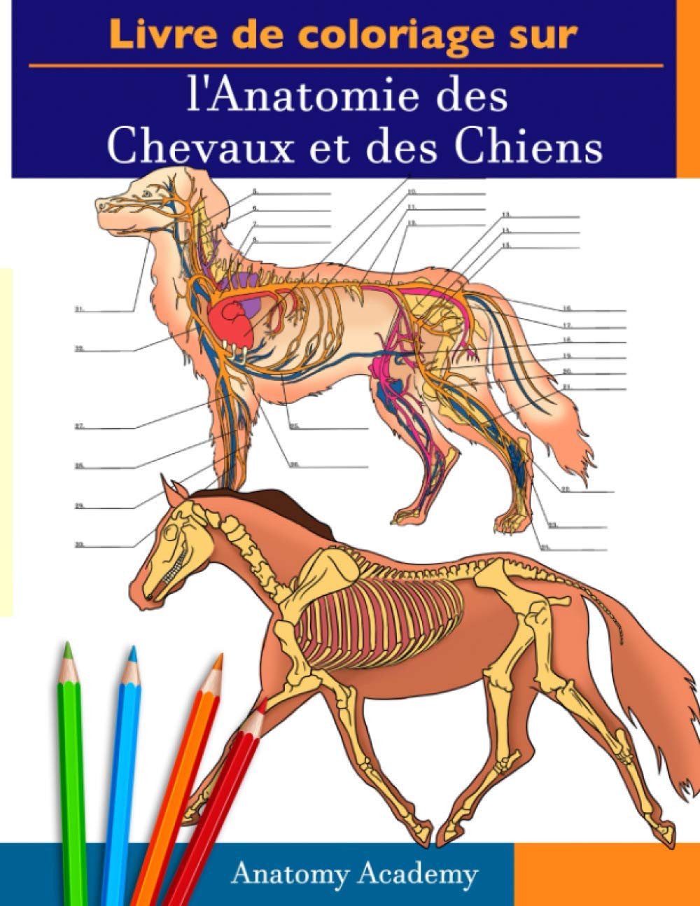 Livre de Coloriage sur l'Anatomie des Chevaux et des Chiens: 2-en-1 Compilation | L'Anatomie équine et Canine Incroyablement Détaillé | Cadeau Parfait ... les Amoureux des Animaux et les Adult book