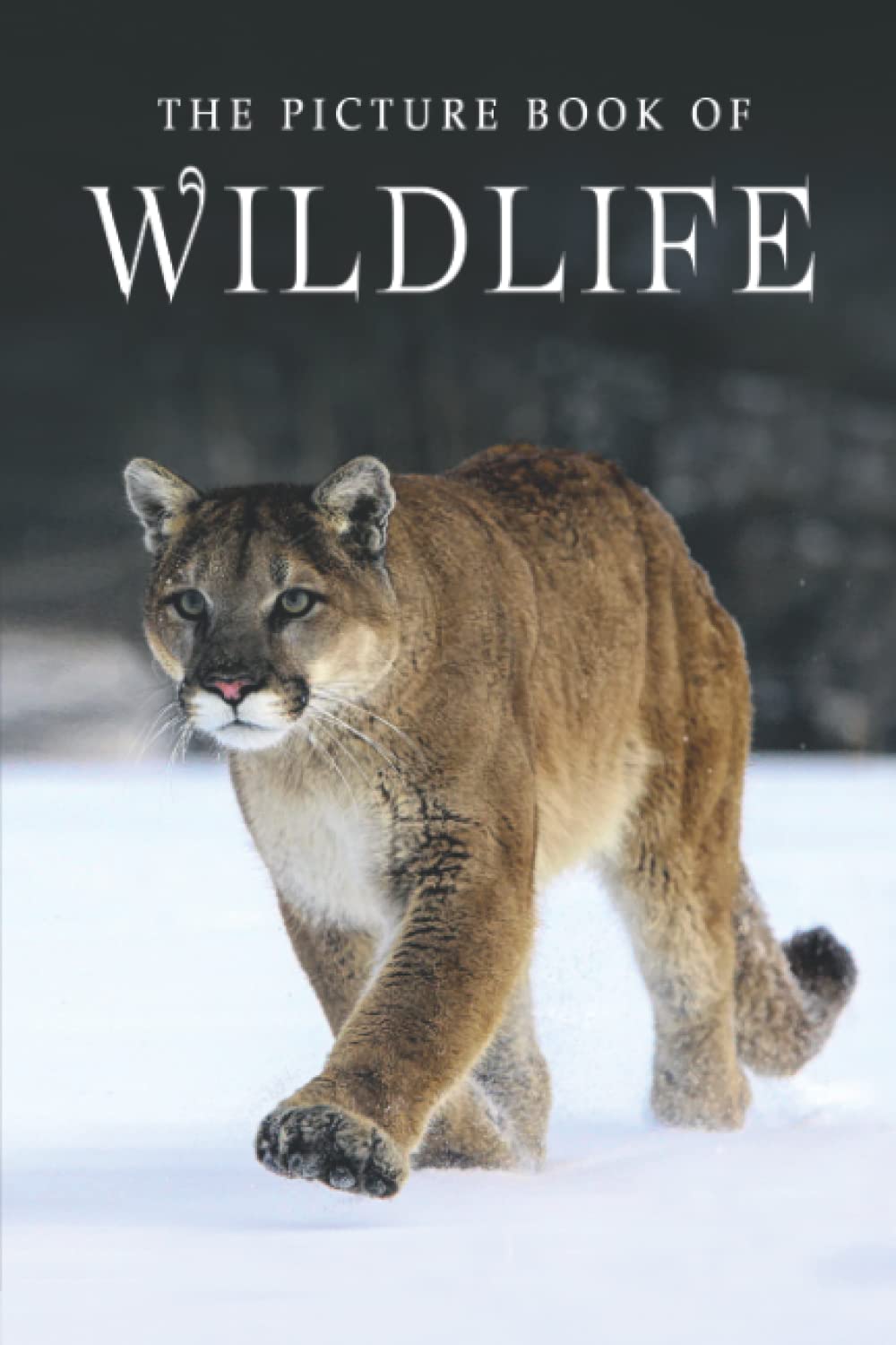 The Picture Book of Wildlife: A Gift Book for Alzheimer's Patients and Seniors with Dementia (Picture Books - Animals, Band 29) Medicine