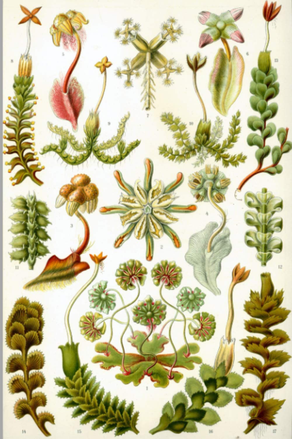 Liverworts Plants Moss Environment: Hepatics Painting Hornworts Paint Artwork Wide Ruled Lined Notebook - 120 Pages 6x9 Composition Mathematics