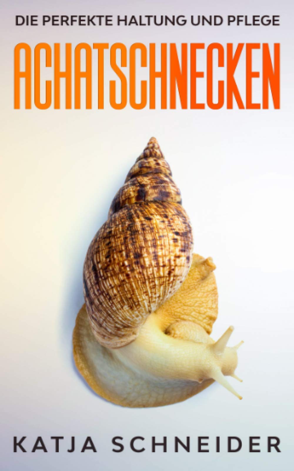 Achatschnecken: Die perfekte Haltung und Pflege Pets