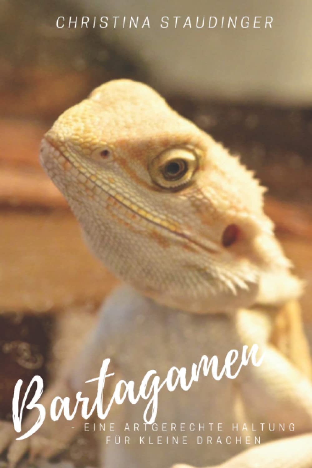 Bartagamen - eine artgerechte Haltung für kleine Drachen Pets