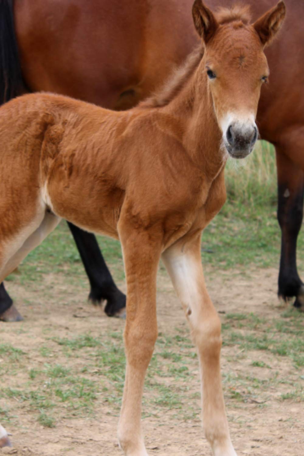 Notizbuch: Pferde Mädchen reiten Reiter Pferd Notizbuch Pferdemotiv Tiermotiv,6x9 Zoll (ca A5) liniertes Buch zum reinschreiben, 120 Seiten, ... Tagebuch Gästebuch Geschenk Geschenkidee Pets