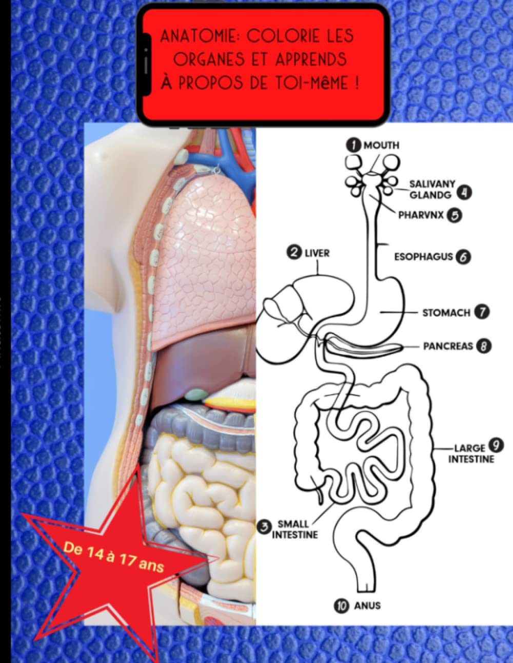 Anatomie : colorie les organes et apprends à propos de toi-même ! de 14 à 17 ans: Pour droitiers. Nom des organes en anglais. Professional & Reference Books