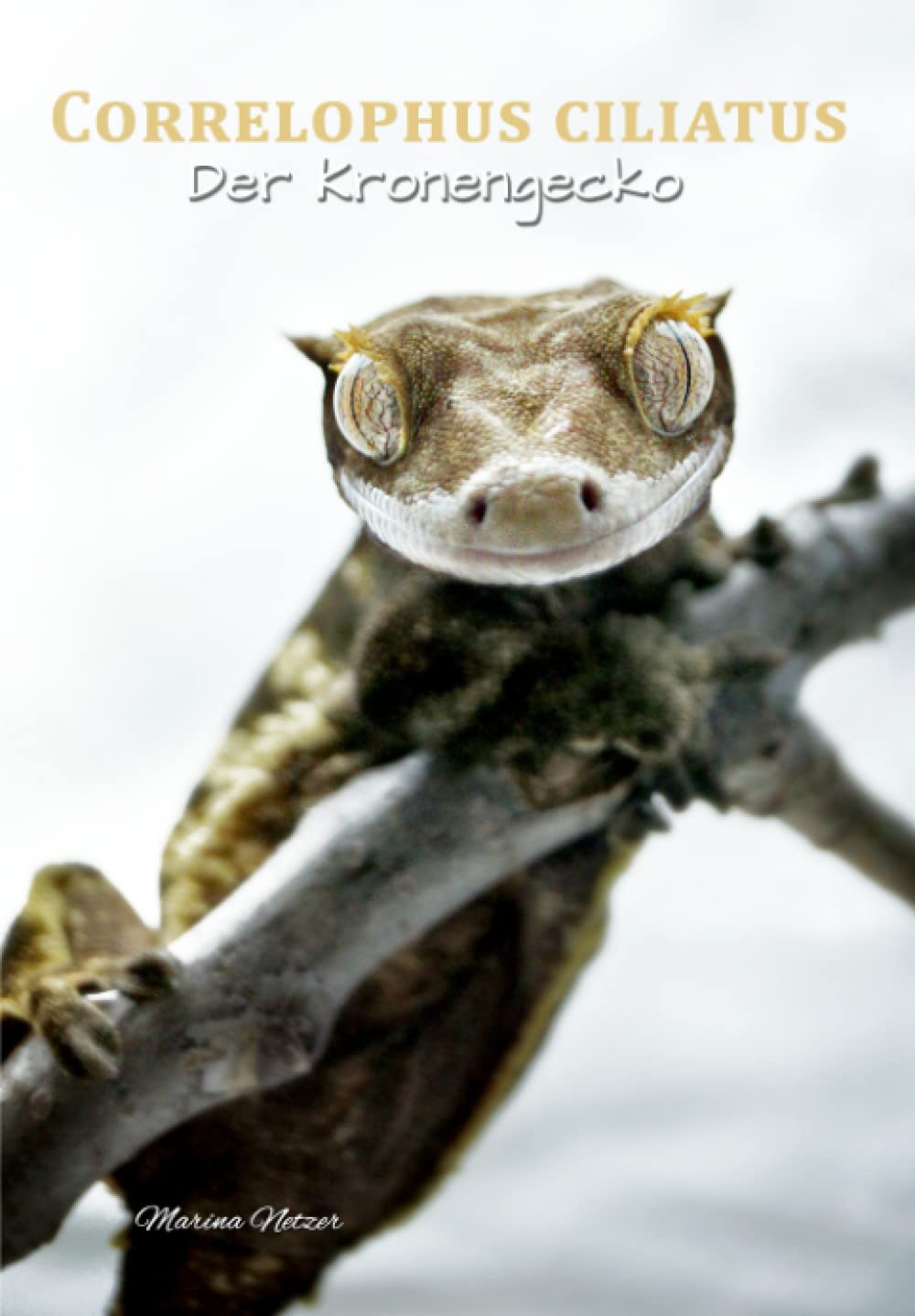 Product Image: Correlophus ciliatus: Der Kronengecko