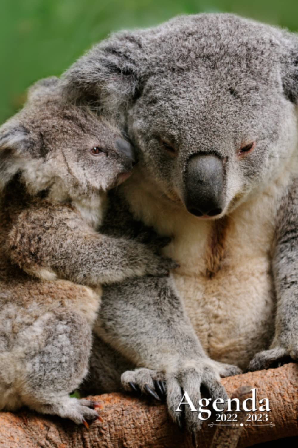 Agenda Scolaire 2022-2023: Koala | Semainier au format A5 pour les étudiants, professionnels et particuliers (Septembre 2022 à Juillet 2023) book
