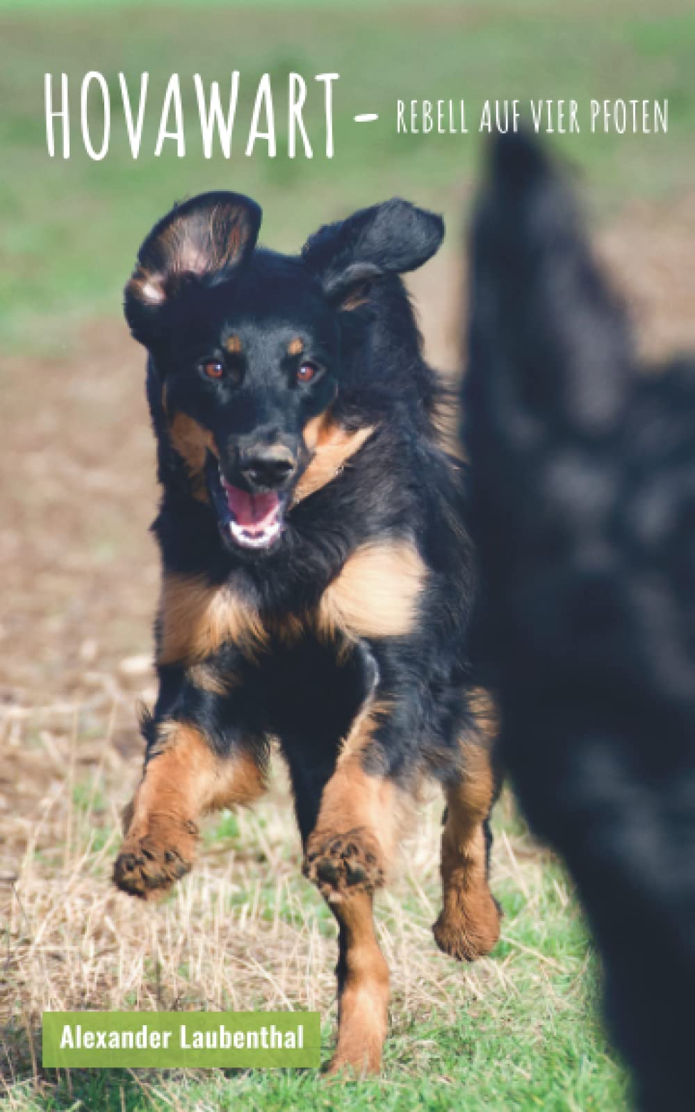Rebell auf vier Pfoten: Hovawart - alles andere ist Hund Pets